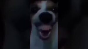 Funni laughing dog download