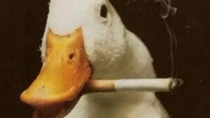 Funny Duck meme download