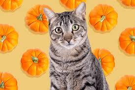 PUMPKIN download