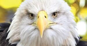 eagle download