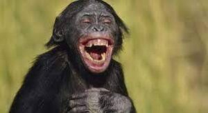 laugh download