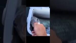 omfg fish sucks a finger download