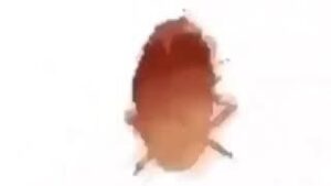 spinning cockroach meme download