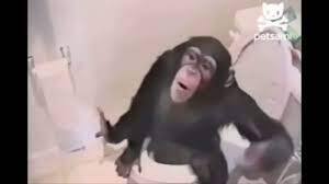 theres a monkey in my bathroom download
