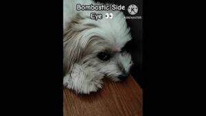 Bombastic side Eyes meme download