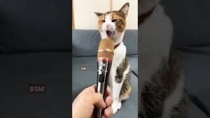 Look At The Cat meme sound download