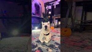 Angry doggy meme sound download