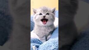 Cute baby kitten sound download