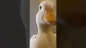 Duck math by clover the duck download