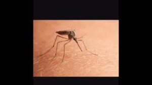 Mosquito meme Sound download