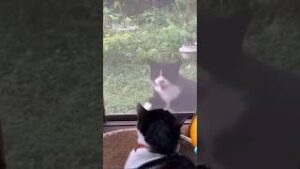 Wha wha wha cat sound download