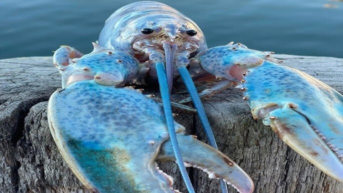blue lobster download
