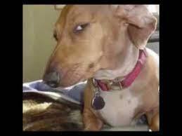 i just lost my dawg sound download