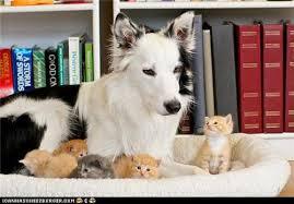when you adopt a talented dog meme download