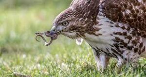 Hawk download