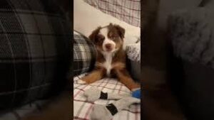 Little puppy bark meme download
