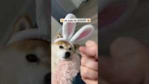 SO cute im angry meme download