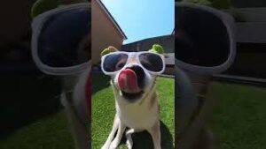 Shiba Shrek gets popipo’d download