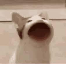 bop bop bop meme download