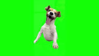 Laughing Dog Meme