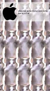 Iphone ringtone cat version