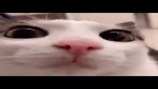 plink with sound