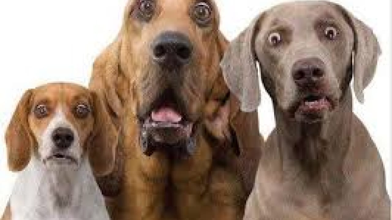 Upset dog talking meme sound