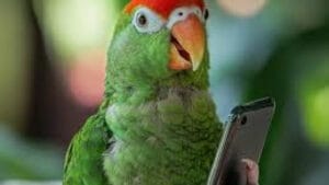 Parot Iphone Alarm Meme sound