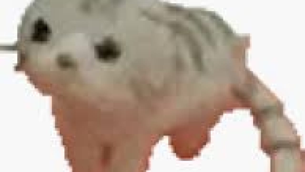 Wiwiwi Cat meme