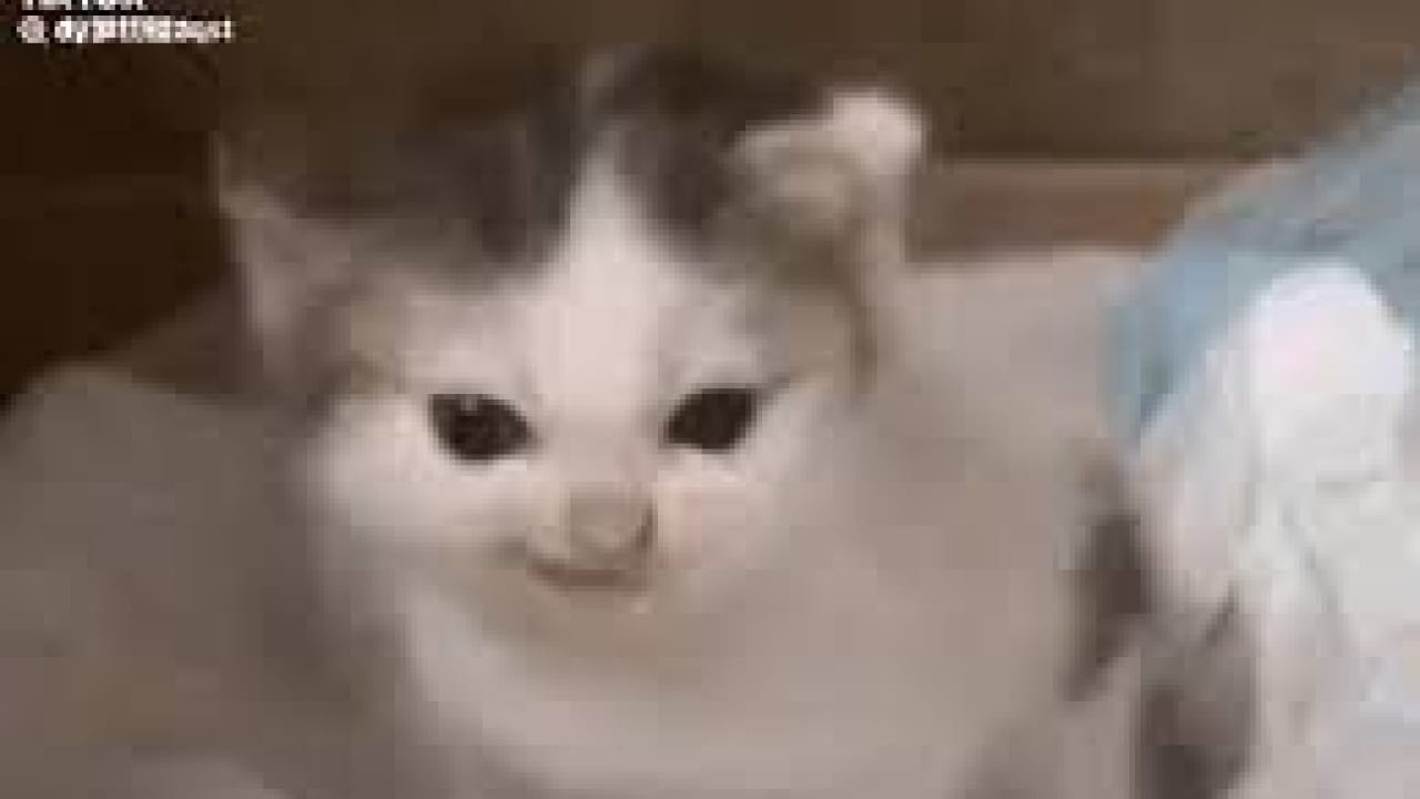 German Cat