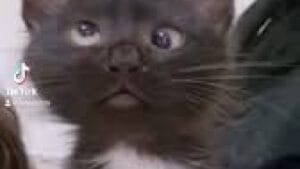 Confused cross eyed kitten
