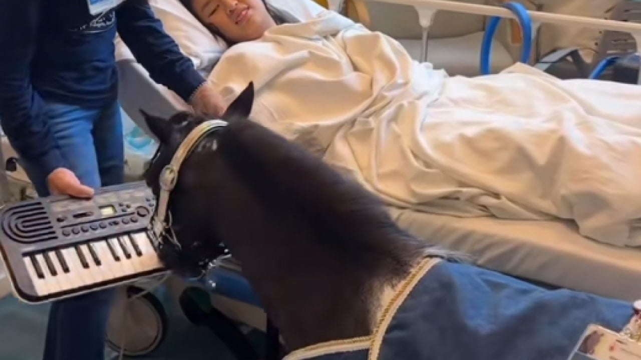 Horse Playing The Piano Meme Soung Effect