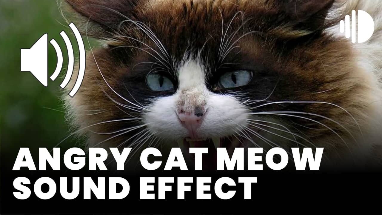 Angry Cat Meow Sound Effect download