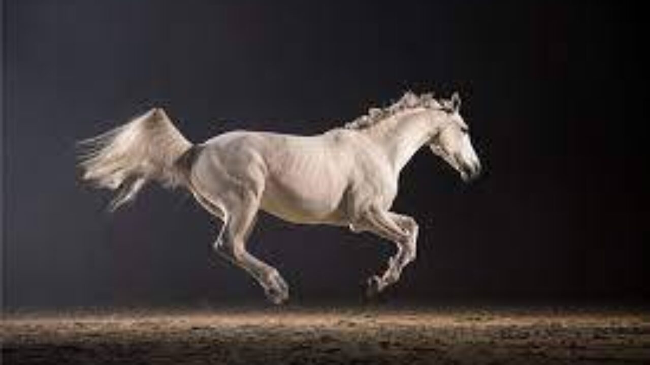 Horse Gallop download