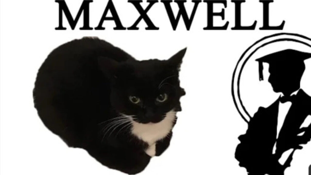 Maxwell Cat download