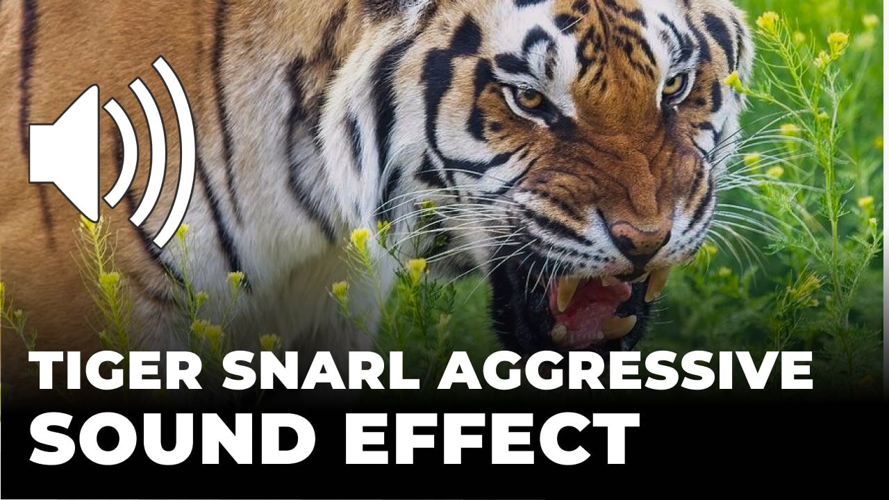 Tiger Snarl Aggressive Sound Effect download for free mp3