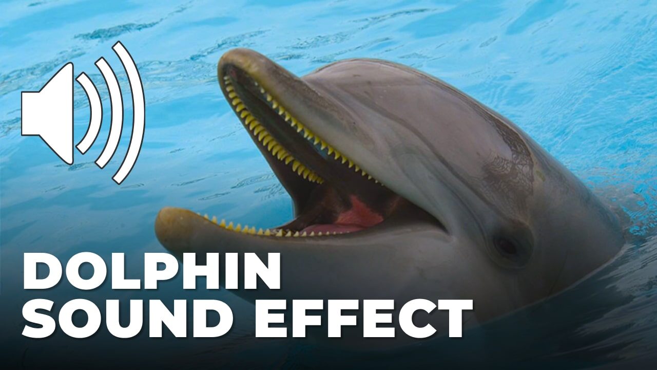 Dolphin Sound Effect download for free mp3