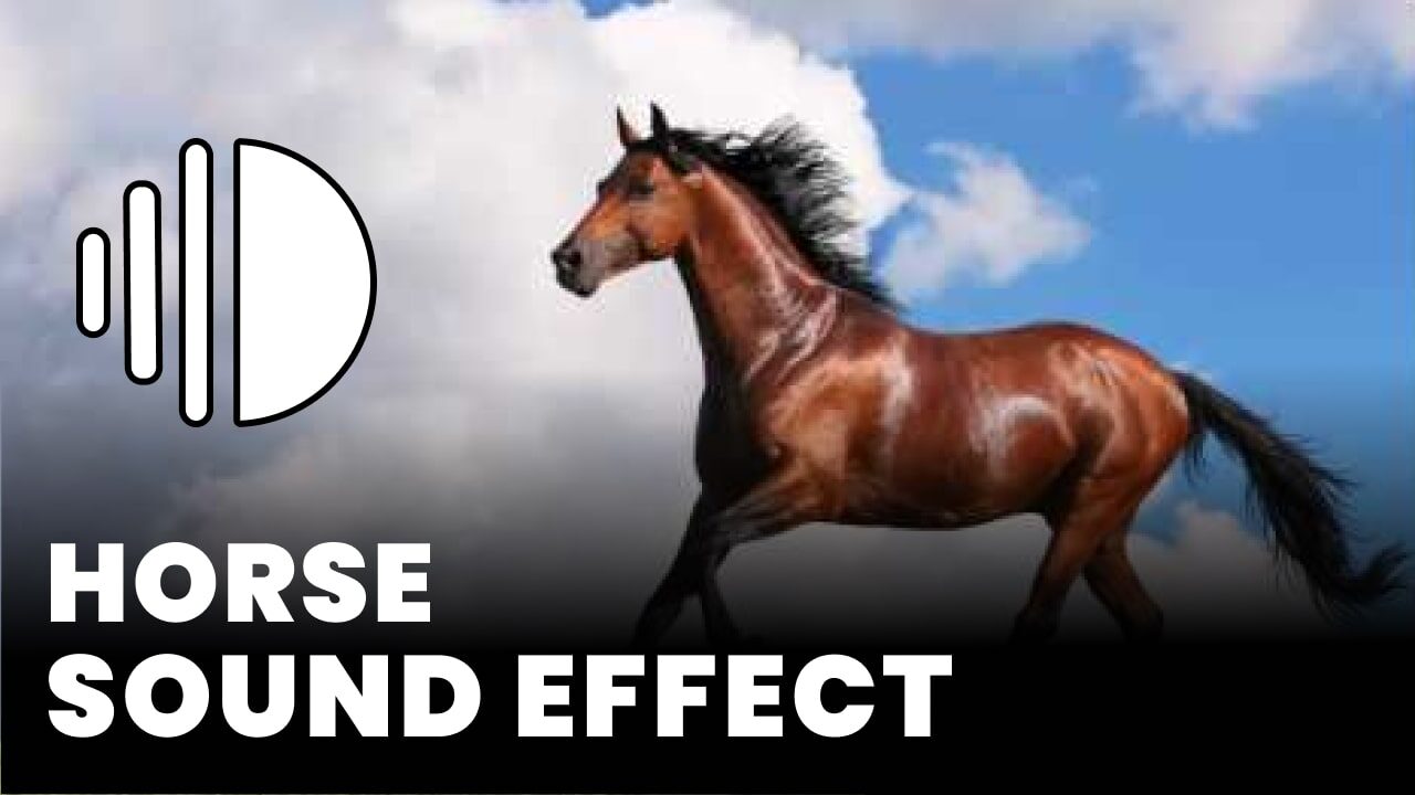 Horse sound effect