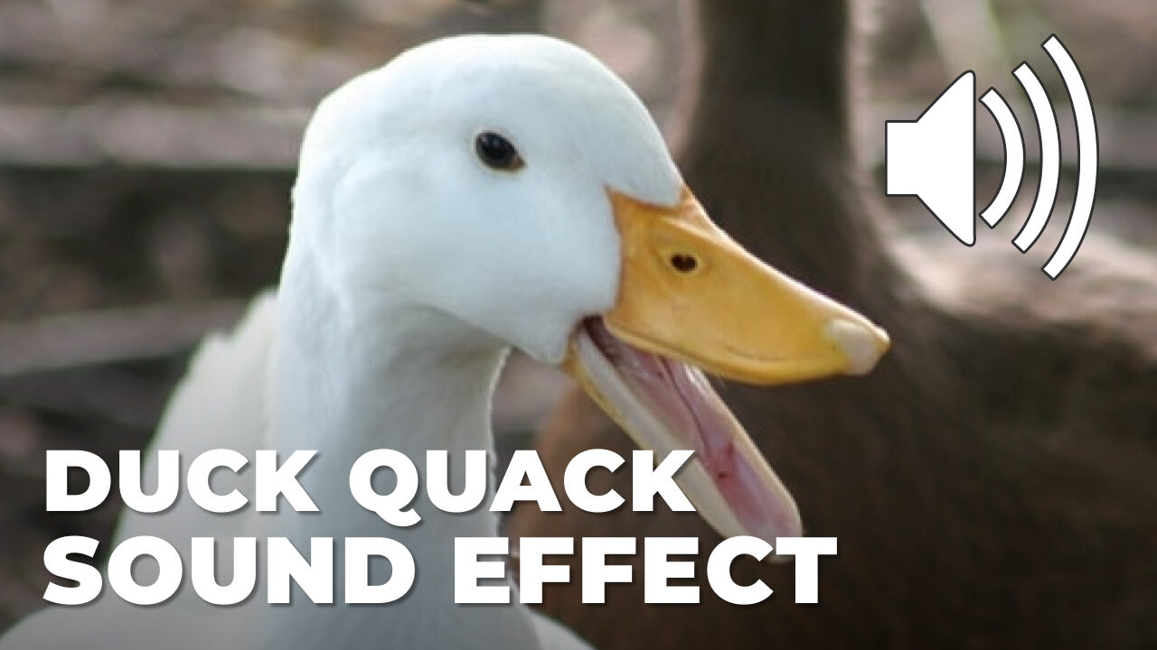 Duck Quack Sound Effect download for free mp3