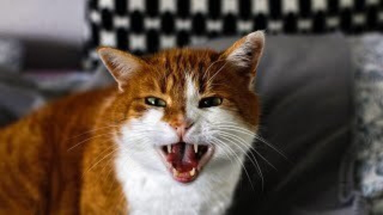 angry cat download