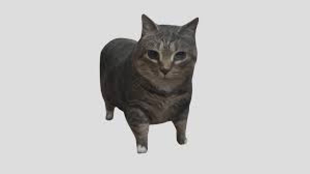 They not like us ooiiaa cat version Meme