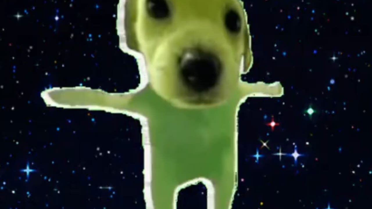 Sigma Dog Sigma Cat