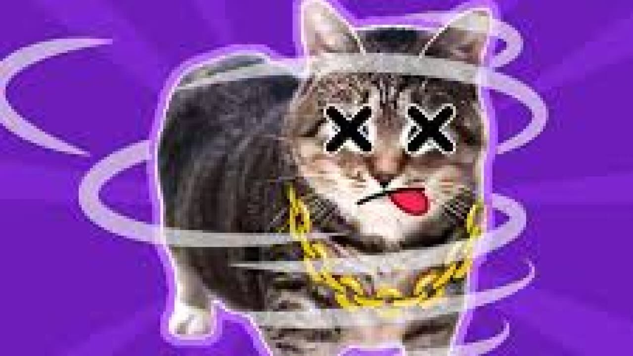 oiia cat