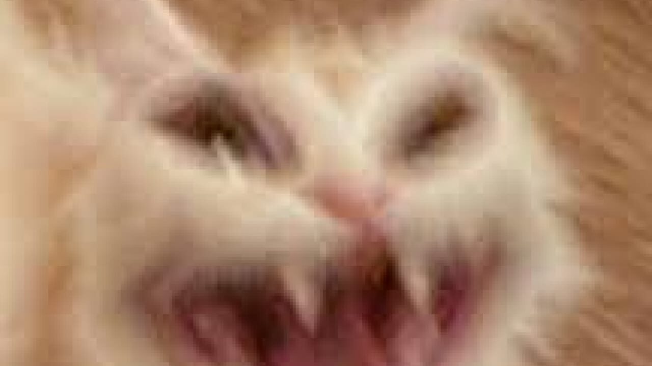 Screaming cat meme sound