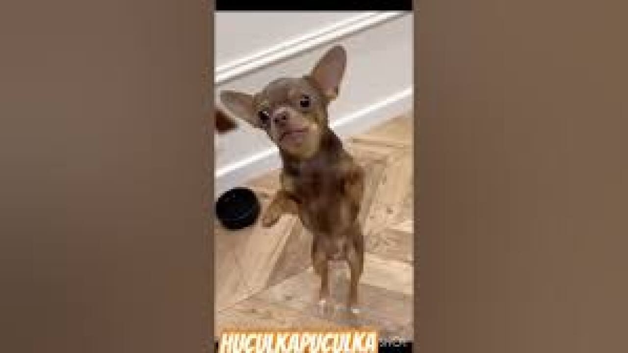 Huculkapuculka