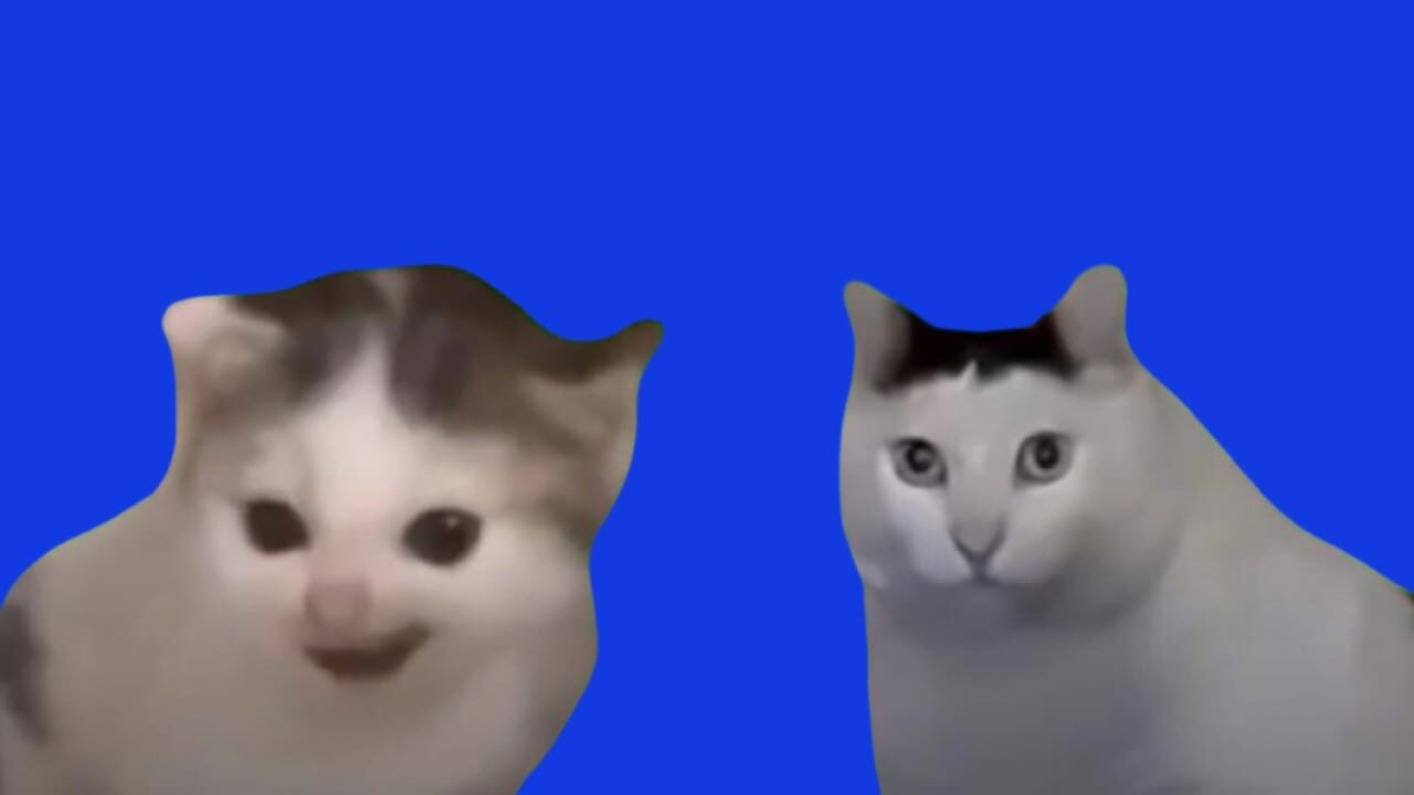German Cat vs Huh cat