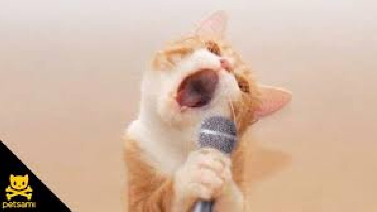 Cats singing